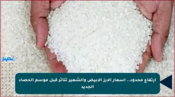 ارتفاع محدود.. أسعار الأرز الأبيض والشعير تتأثر قبل موسم الحصاد الجديد